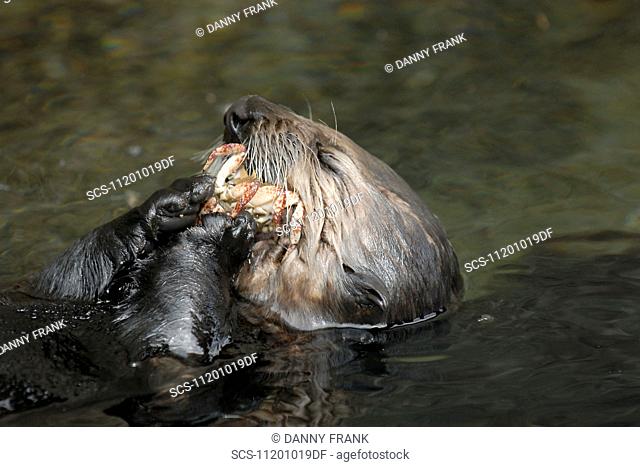 Southern sea otter, Enhydra lutris nereis, feeding on a crab, Monterey, California, usa, Pacific ocean, national marine sanctuary, endangered species