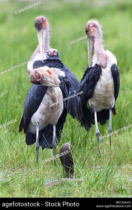 Marabou Stork (Leptoptilos crumeniferus) adults, preening, standing beside Mozambique Spitting Cobra (Naja mossambica) with hood flattened in threat display