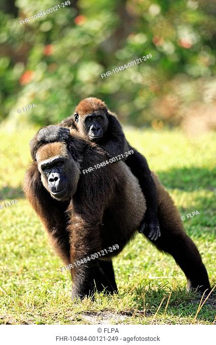 Western Lowland Gorilla Gorilla gorilla gorilla adult female with young on back