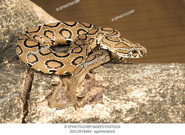 Russell's viper, Daboia russelii, Bangalore, Karnataka. Monotypic genus of venomous Old World vipers. The species was named in honor of Patrick Russell