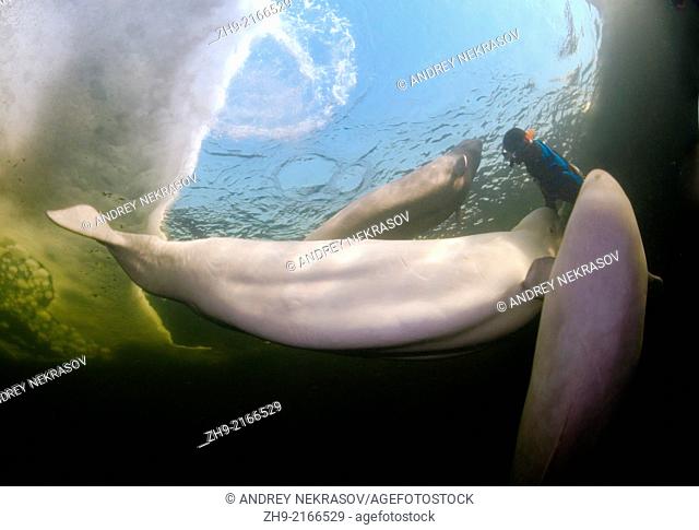 Beluga, White whale (Delphinapterus leucas), White Sea, Karelia, north Russia, Arctic