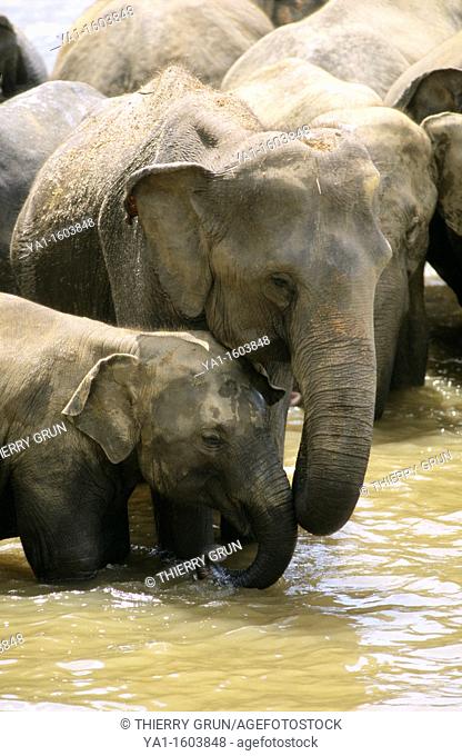 Asian elephant mother and baby elephas maximus in Maha Oya river, Pinnawela Orphanage, Kegalle near Kandy, Sri Lanka