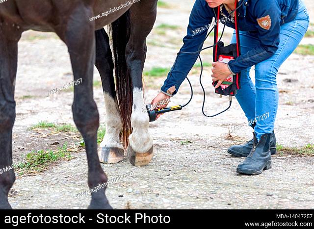 laser therapy for laminitis and coffin rotation