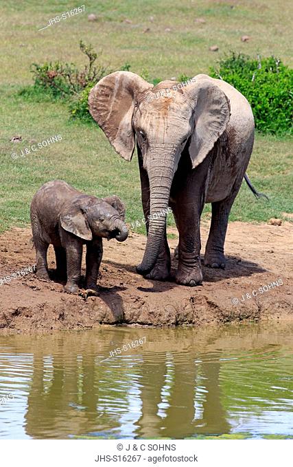 African Elephant, (Loxodonta africana), mother with young at water drinking, Addo Elephant Nationalpark, Eastern Cape, South Africa, Africa