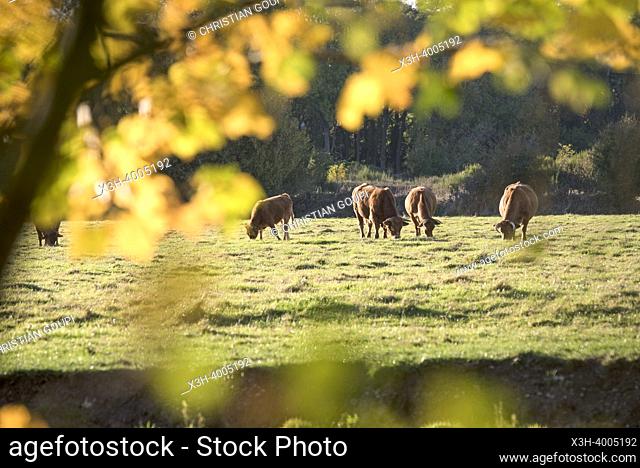 Cattle in a meadow, Eure-et-Loir department, Centre-Val-de-Loire region, France, Europe
