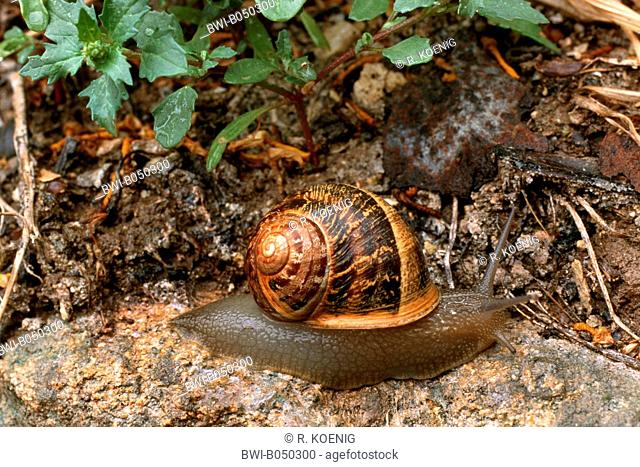 brown garden snail, brown gardensnail, common garden snail, European brown snail (Helix aspersa, Cornu aspersum, Cryptomphalus aspersus), on the ground