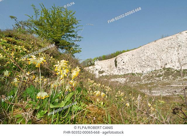 Cowslip Primula veris flowering, growing in abandoned chalk quarry habitat, Monkton Nature Reserve, Isle of Thanet, Kent, England, april