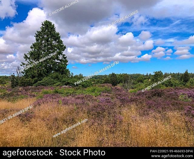 30 July 2022, Denmark, Nexö: The heath blooms in the Paradisbakkerne, also called Paradise Hills, Helvedesbakkerne or Hell Hills