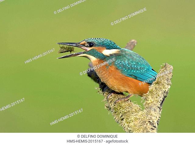 France, Doubs, natural area for Allan to Brognard, Kingfisher (Alcedo atthis), yearling swallowing the prey he has just captured