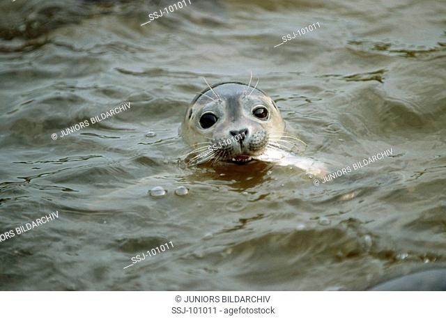 phoca vitulina / harbor seal / common seal