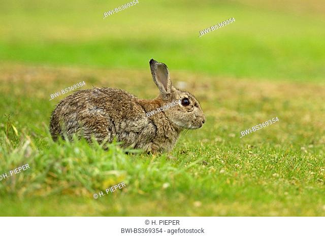 European rabbit (Oryctolagus cuniculus), in a meadow, Germany, Lower Saxony, Norderney
