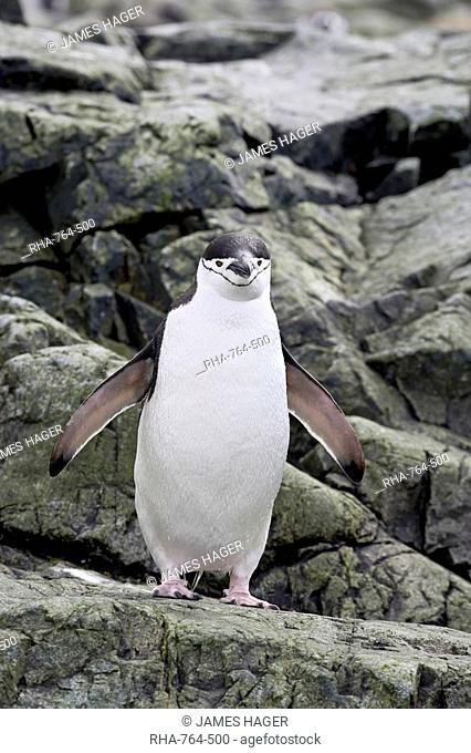 Chinstrap penguin Pygoscelis antarctica, Ronge Island, Antarctic Peninsula, Antarctica, Polar Regions