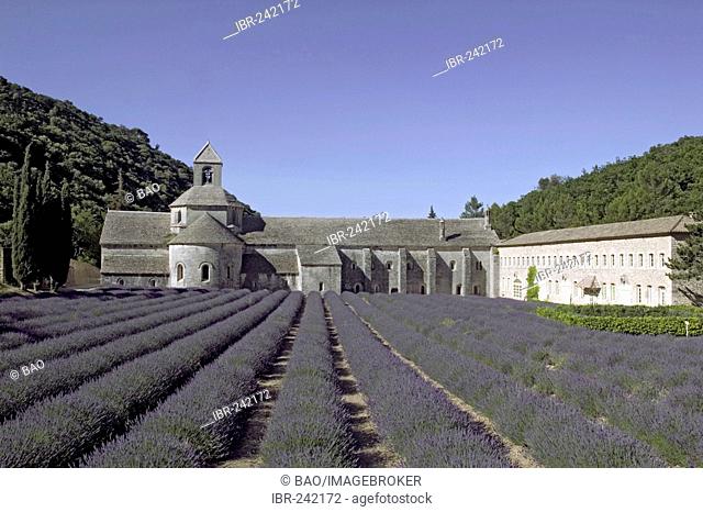 Abbey of Senanque, Vaucluse, South-France, France