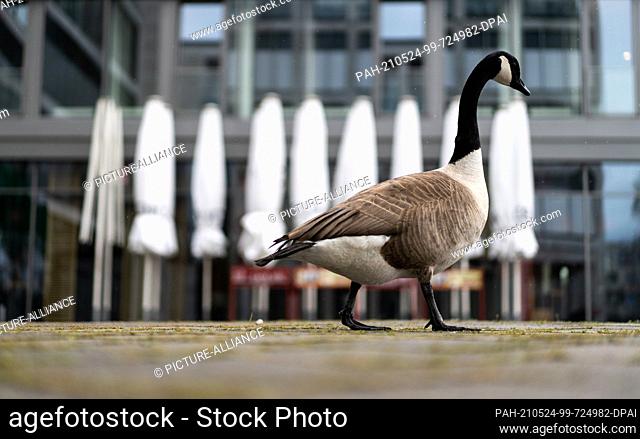 24 May 2021, North Rhine-Westphalia, Dortmund: A duck waddles along in front of closed umbrellas at Phoenix Lake in front of a cafe