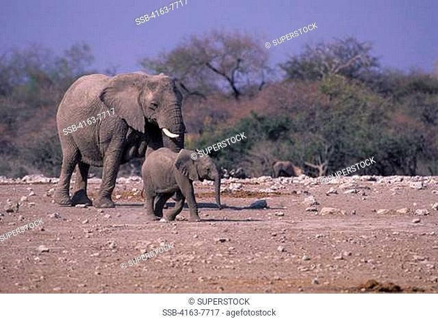 AFRICA, NAMIBIA, ETOSHA NATIONAL PARK, ELEPHANT WITH BABY