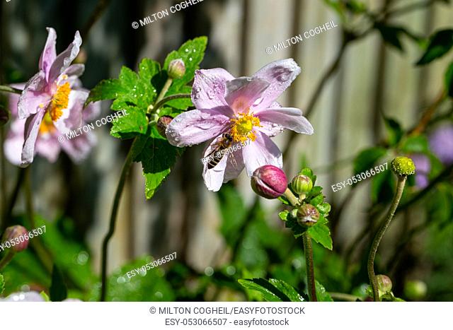 Honey bee, Apis Mellifera, gathering nectar from a wet pink japanese anemone flower, Anemone x hybridia