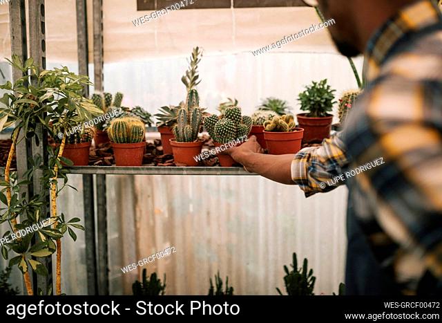 Young farmer picking up cactus plant from rack in nursery