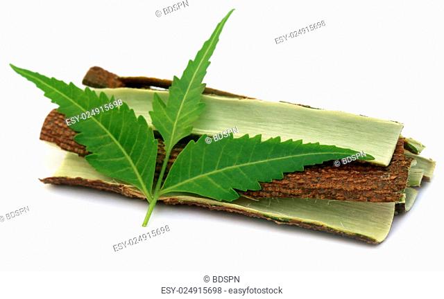 Tree bark of Medicinal Neem with leaves over white background