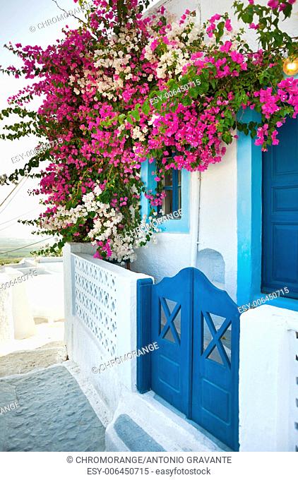 Flowers bougainvillea in Santorini island with typical architecture