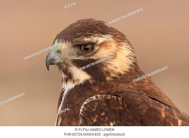 Puna Hawk Buteo poecilochrous immature, close-up of head, Abra Pampa, Jujuy, Argentina, july