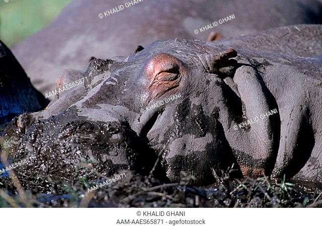 Hippopotamus (H. amphibius), Chobe, Botswana mud
