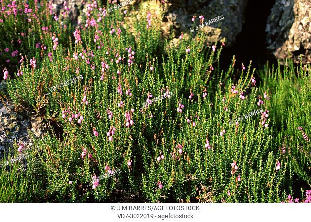 Dorset heath (Erica ciliaris) is a shrub native to Atlantic Europe from Portugal and Spain to British Islands and Morocco
