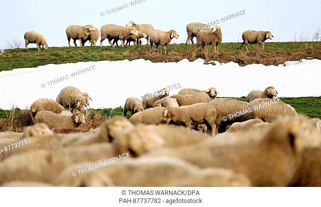 A herd of sheep can be seen in a field near Dentingen, Germany, 02 February 2017. Photo: Thomas Warnack/dpa | usage worldwide