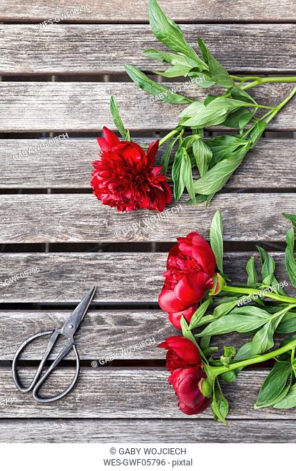 Red Peonies and scissors on garden table