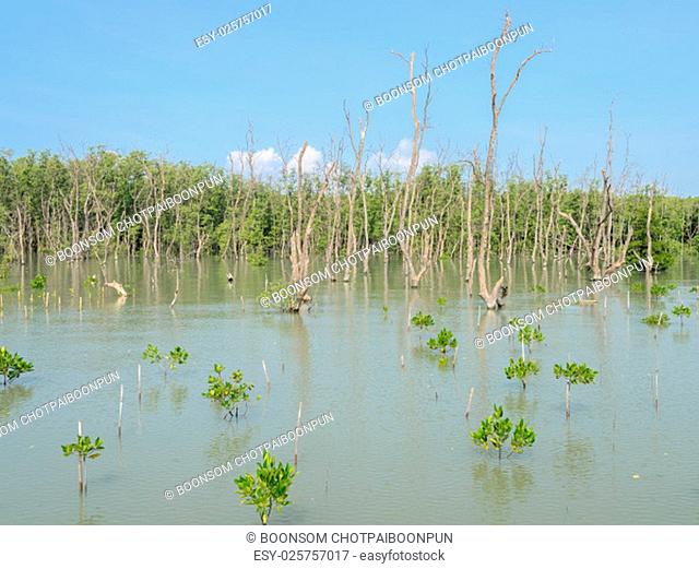 Mangrove forest in Thailand. Mangroves serve as nurseries for many marine species