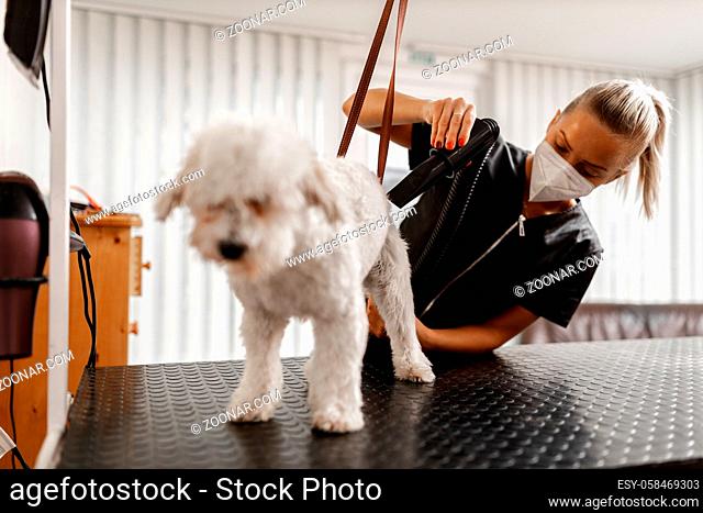 White Bichon breed dog at the pet beautician. Adorable puppy sitting on the veterinary table. Professionist blonde pet cosmetician dry and combs little young...