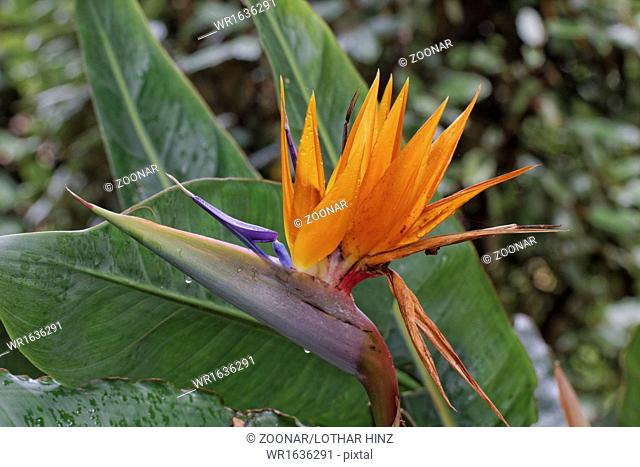 Strelitzia reginae, Crane flower, Bird of Paradise