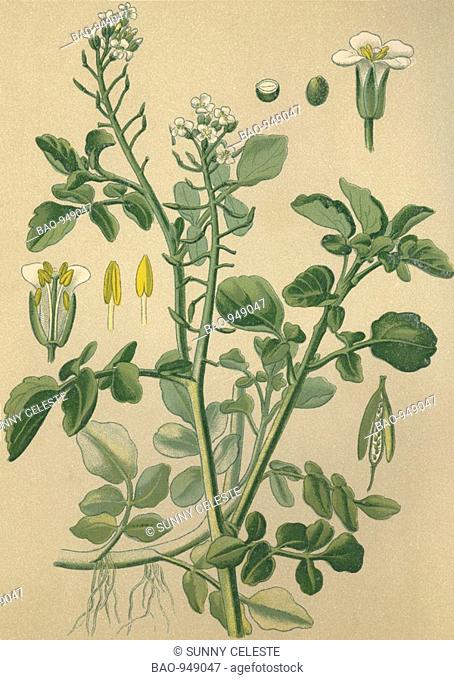 Historical chromo image 1880 of medicinal plant Watercress, Nasturtium officinale