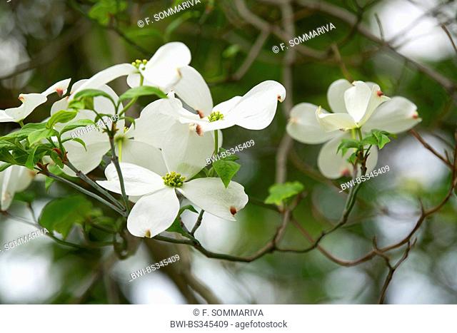 flowering dogwood, American boxwood (Cornus florida), blooming branch