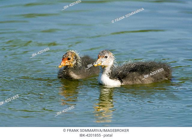 Eurasian Coot (Fulica atra), young birds swimming, Thuringia, Germany