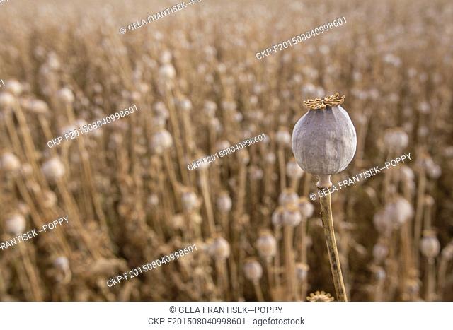 Opium poppy (Papaver somniferum) field in Radun near Opava, Czech Republic, August 4, 2015. (CTK Photo/Frantisek Gela)