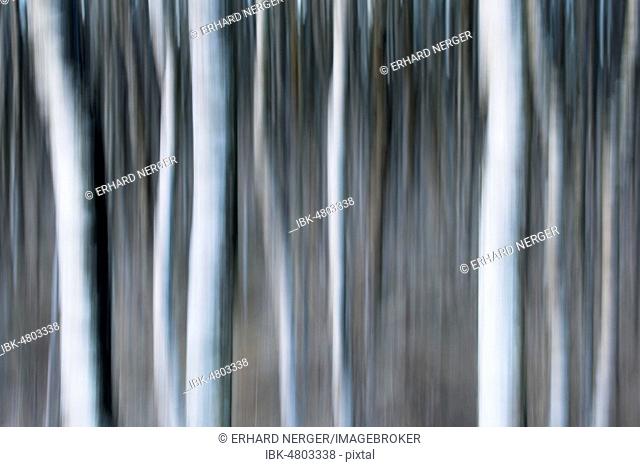 Birch trunks (Betula pubescens), blur effect, Emsland, Lower Saxony, Germany