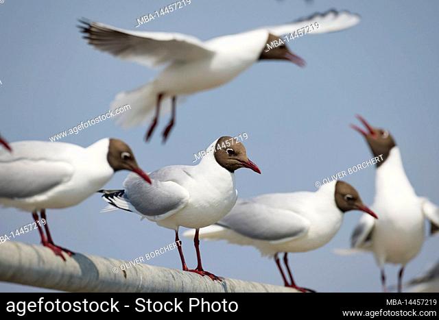 Europe, Germany, Schleswig-Holstein, Hallig Hooge, black-headed gull, Larus ridibundus, several