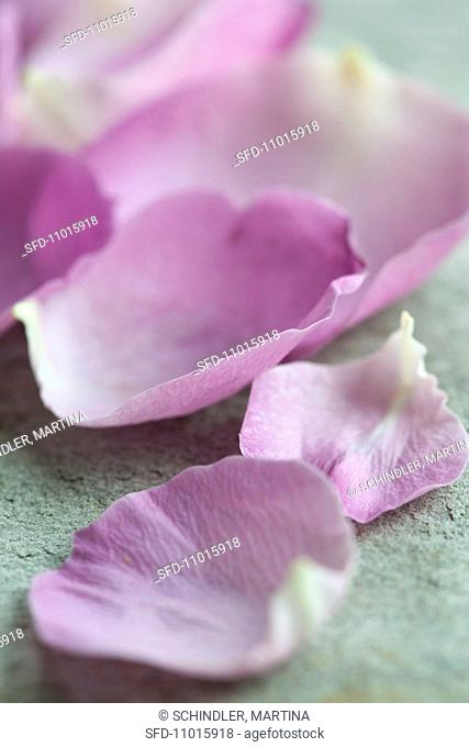 Violet rose petals