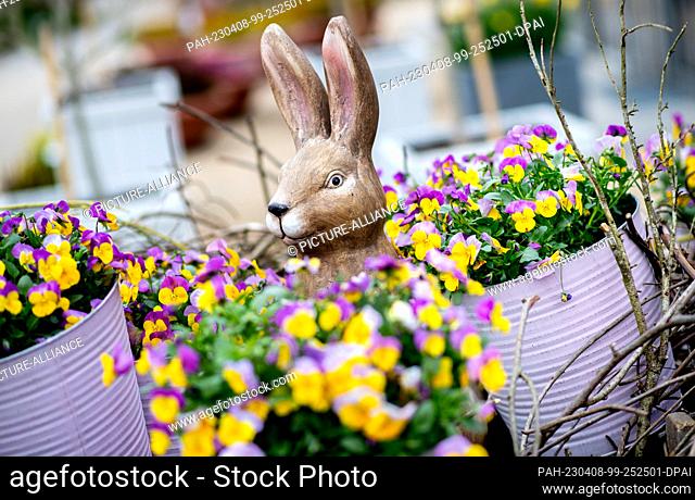 dpatop - 08 April 2023, Lower Saxony, Bad Zwischenahn: A rabbit figure stands between numerous blooming horned violets in the Park der Gärten