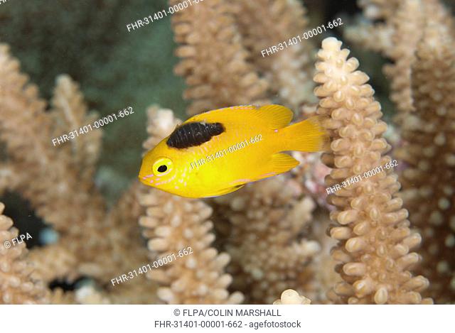 Lemon Damsel Pomacentrus moluccensis adult, with parasite attached, swimming in reef, Wetar Island, Barat Daya Islands, Lesser Sunda Islands, Maluku Province