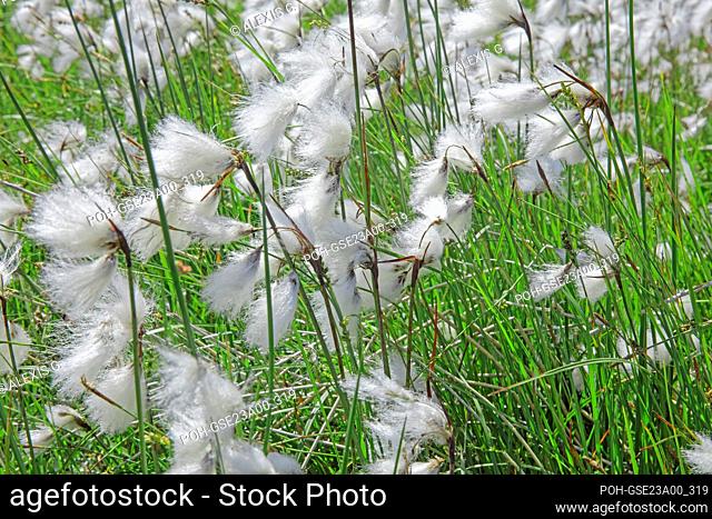 France, Lozere Cottongrass, Eriophorum angustifolium, in a wetland