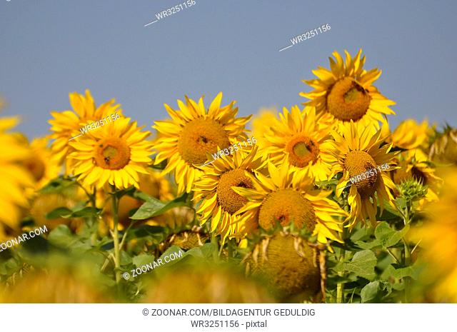 Sonnenblume, mit blauem Himmel, Sonnenblumenfeld