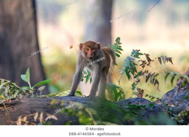 Népal, Région du Teraï, Parc national de Bardia ou Bardiya, macaque Rhesus, en forêt / Nepal, Terai region, Bardia or Bardiya National Park, Rhesus macaque