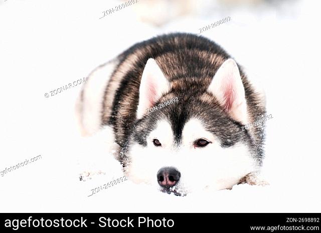 One siberian husky dog lying on snow at winter outdoors