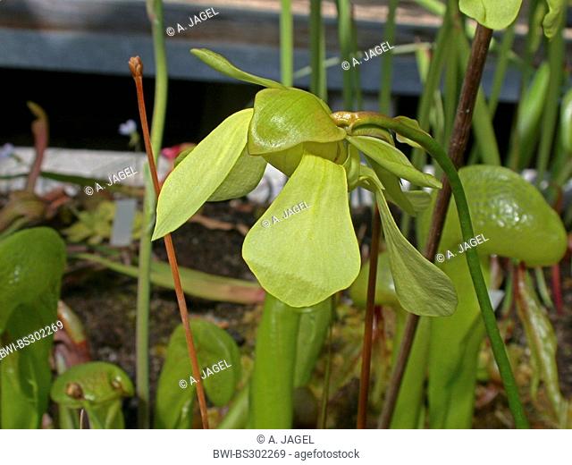 Hooded Pitcher Plant (Sarracenia minor), flower