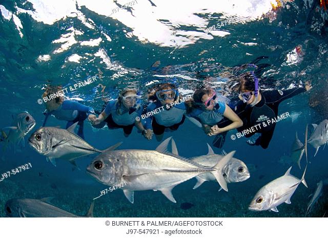 A group of women hold hands while they watch school of jacks swim past, Ambergris Caye, Belize, Caribbean Sea