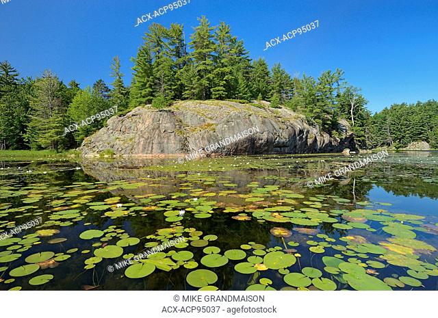 Water lilies, white [ine trees and precambrian rock at Freeland Lake, Killarney Provincial Park, Ontario, Canada