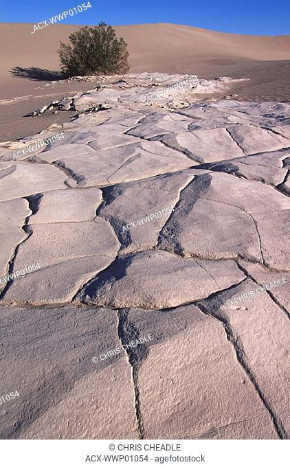 USA, California, Death Valley, Mesquite Dunes sandstone and bush in sunlight