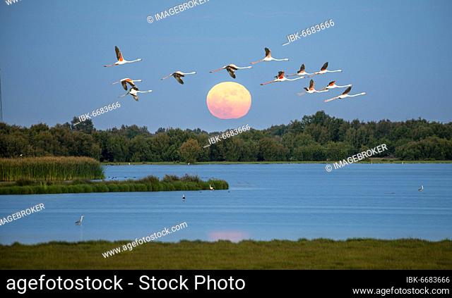 Greater flamingos (Phoenicopterus roseus) in flight, pink flamingos in front of the setting sun over a lake, Doñana National Park, Huelva Province, Andalusia