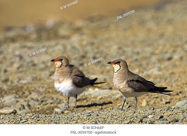 Two Collared Pratincoles Glareola pratincola standing on gravel bed, side view